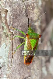 Attēlu rezultāti vaicājumam “Acanthosoma haemorrhoidale”