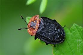 Attēlu rezultāti vaicājumam “Oiceoptoma thoracicum”