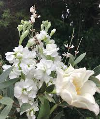 Image result for Levkoje