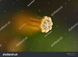 Attēlu rezultāti vaicājumam “Orthotrichum speciosum”