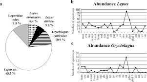 Attēlu rezultāti vaicājumam “Lepus sp.”
