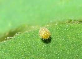 Attēlu rezultāti vaicājumam “Limenitis camilla underside”