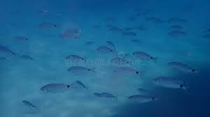 Image result for Oblada melanurus