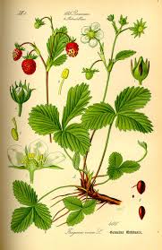 Attēlu rezultāti vaicājumam “Fragaria viridis flower”