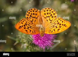 Attēlu rezultāti vaicājumam “Argynnis paphia male”