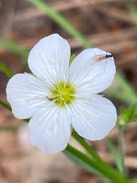 Attēlu rezultāti vaicājumam “Arenaria procera”