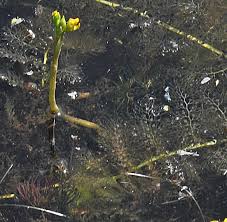 Attēlu rezultāti vaicājumam “Utricularia vulgaris”