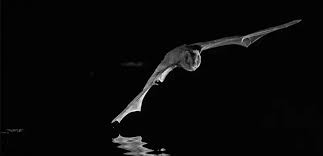 Attēlu rezultāti vaicājumam “Barbastella barbastellus”