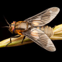 Attēlu rezultāti vaicājumam “Chrysops”