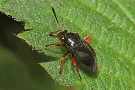 Attēlu rezultāti vaicājumam “Capsus ater”