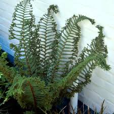 Attēlu rezultāti vaicājumam “Dryopteris cristata”