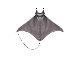 Image result for Mobula munkiana