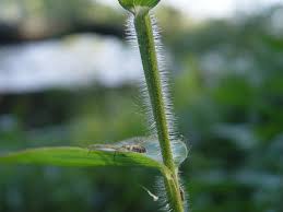 Attēlu rezultāti vaicājumam “Diderma roanense stalked”