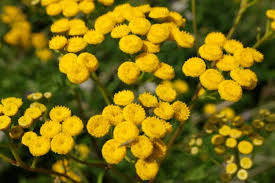 Image result for Helichrysum subulifolium