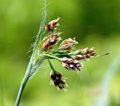 Attēlu rezultāti vaicājumam “Luzula luzuloides”