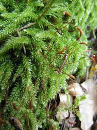 Attēlu rezultāti vaicājumam “Herzogiella seligeri”