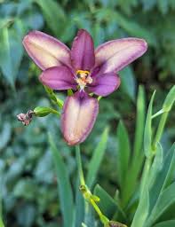 Image result for Pardancanda norrisii