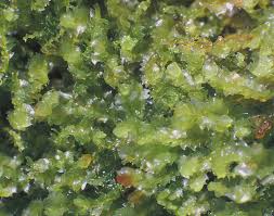 Attēlu rezultāti vaicājumam “Harpanthus scutatus”