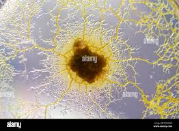 Attēlu rezultāti vaicājumam “Physarum viride macro”
