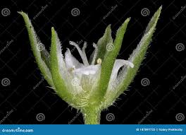 Attēlu rezultāti vaicājumam “Moehringia trinervia bud”