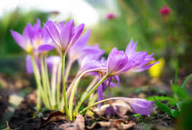 Attēlu rezultāti vaicājumam “Colchicum autumnale flower”