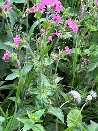 Attēlu rezultāti vaicājumam “Silene dioica leaf”