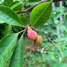 Attēlu rezultāti vaicājumam “Magnolia kobus fruit”