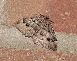 Attēlu rezultāti vaicājumam “Triphosa dubitata”