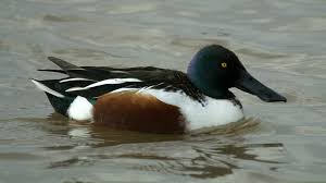 Attēlu rezultāti vaicājumam “Anas clypeata”