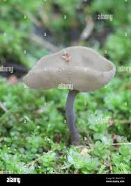 Attēlu rezultāti vaicājumam “Helvella macropus”