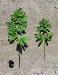 Attēlu rezultāti vaicājumam “Heracleum sphondylium subsp. sibiricum leaf”