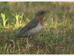 Image result for Turdus ruficollis