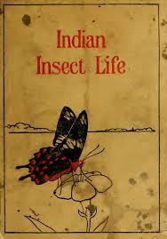 Attēlu rezultāti vaicājumam “Hoplia parvula imago”