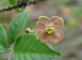 Attēlu rezultāti vaicājumam “Euonymus verrucosus”
