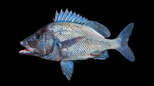 Image result for Haemulon sciurus