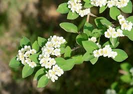 Attēlu rezultāti vaicājumam “Cotoneaster multiflorus leaf”