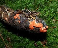 Attēlu rezultāti vaicājumam “Hypomyces armeniacus”