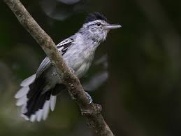 Attēlu rezultāti vaicājumam “Oxyrrhynchium hians var. rigidum macro”