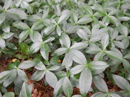 Attēlu rezultāti vaicājumam “Vinca minor leaf”