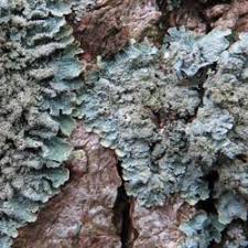 Attēlu rezultāti vaicājumam “Parmelia serrana”