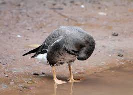 Attēlu rezultāti vaicājumam “Anser albifrons”