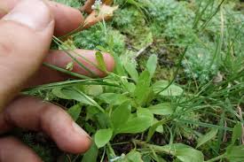 Attēlu rezultāti vaicājumam “Myosotis laxa subsp. baltica”