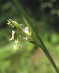 Attēlu rezultāti vaicājumam “Lolium perenne”