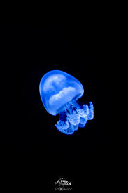 Attēlu rezultāti vaicājumam “Aurelia aurita”