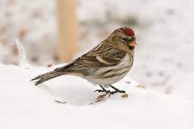 Attēlu rezultāti vaicājumam “Carduelis flammea female”
