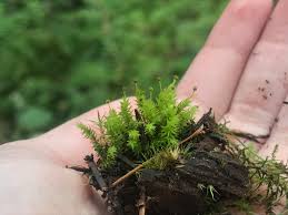 Attēlu rezultāti vaicājumam “Aulacomnium androgynum sporophyte”