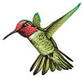 Hummingbird: Miscellaneous Birds: Animal Planet
