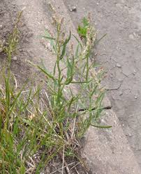 Attēlu rezultāti vaicājumam “Atriplex littoralis leaf”