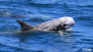 Image result for Grampus griseus