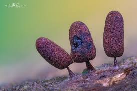 Attēlu rezultāti vaicājumam “Stemonitopsis amoena macro”